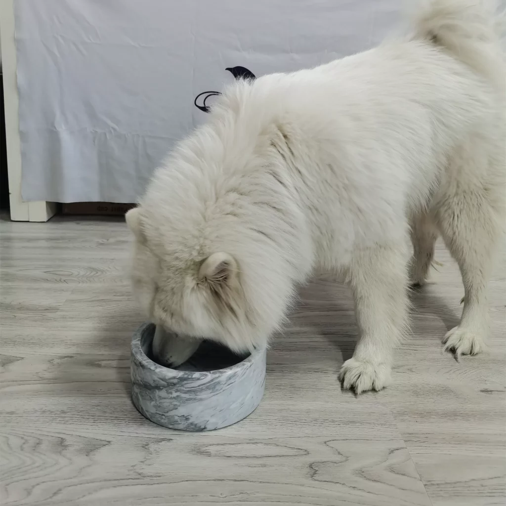 big pet bowl